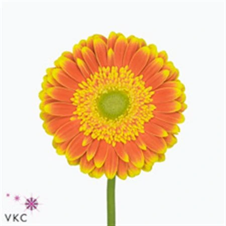 Gerbera Wannabe • 45 cm
