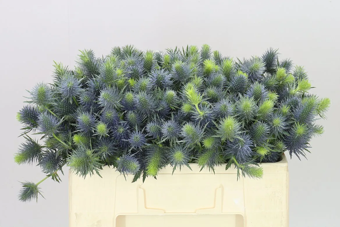 Eryngium Supernova • 50 cm