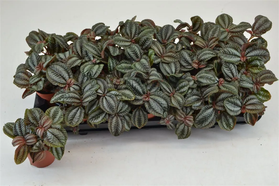 Pilea Norfolk • črepník 8,5 cm