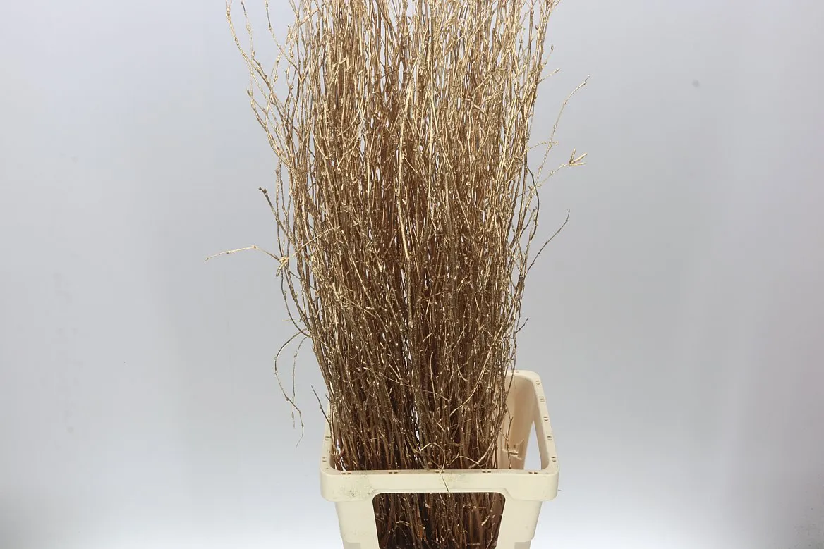 Berk Gold • 120 cm
