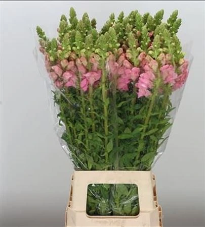Papuľka Pink Imp • 70 cm