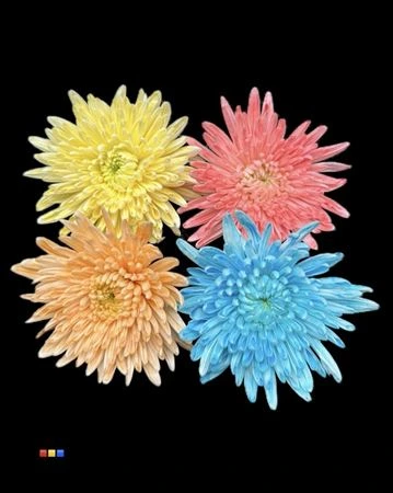 Chryzantéma veľkokvetá Topspin Dusty mix • 70 cm
