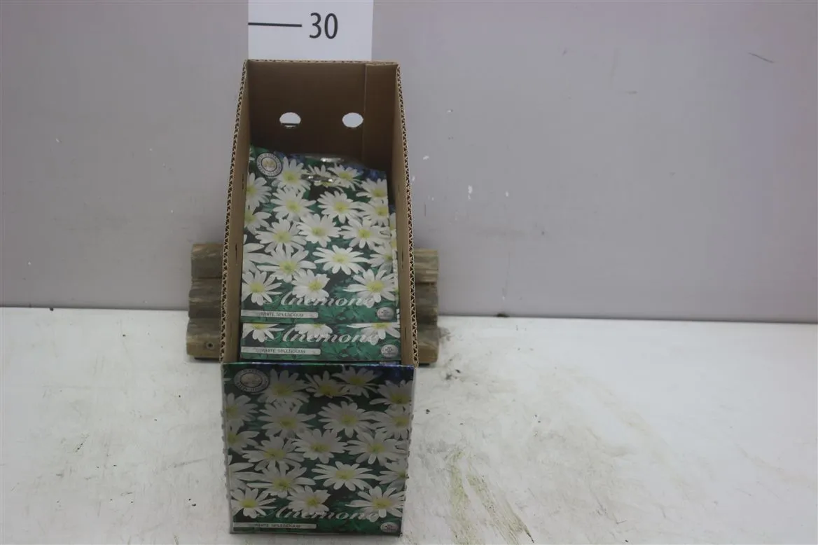 Bol Anemonen Blanda White Splendour X10
