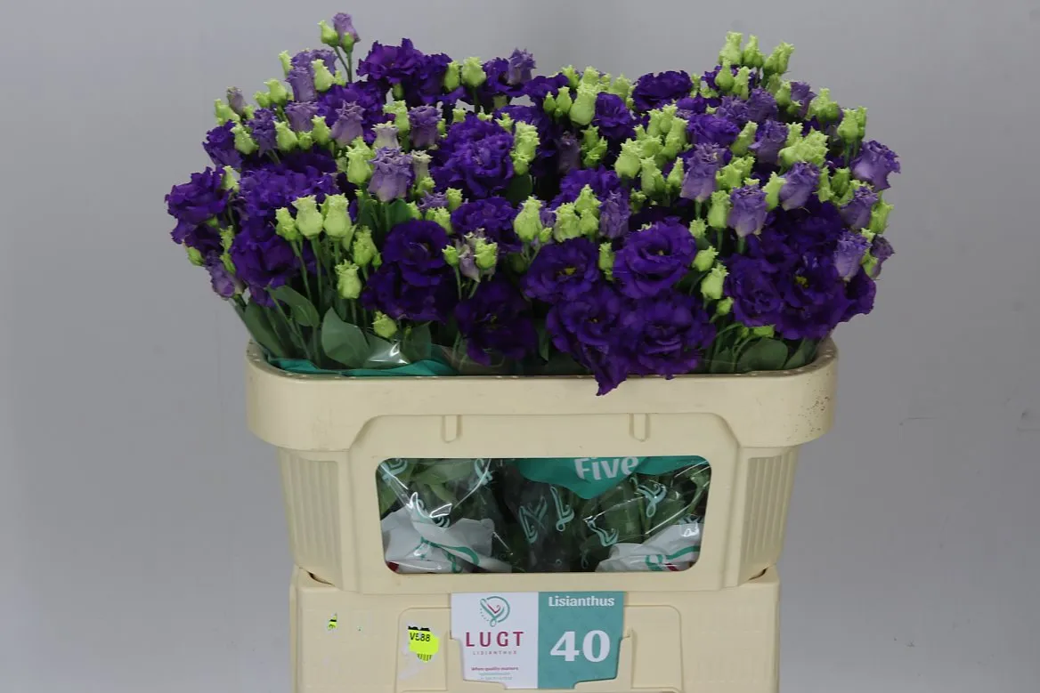 Eustóma plnokvetá Alissa Blue X50 • 72 cm