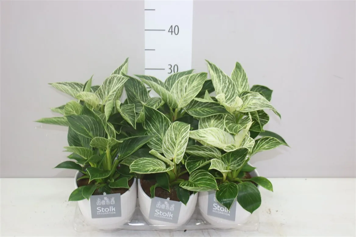 Philodendron White Wave Liv v keramike • črepník 13 cm