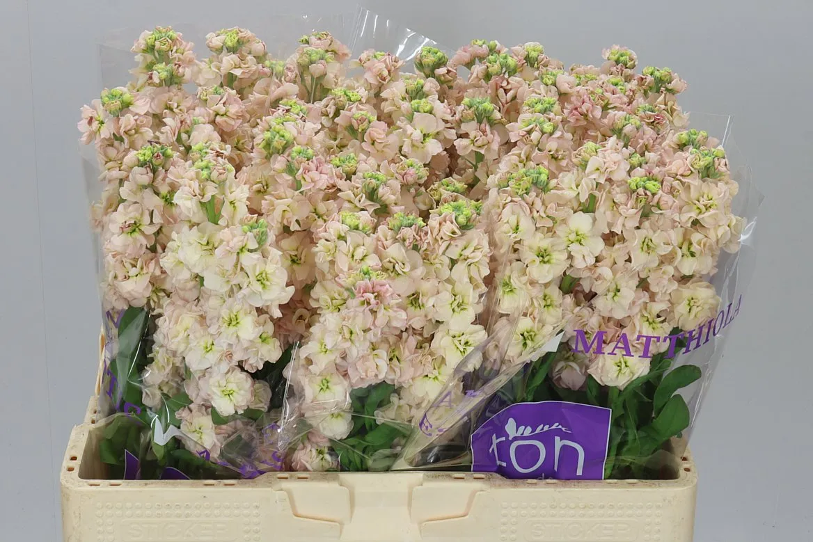 Matthiola Apricot • 54 cm