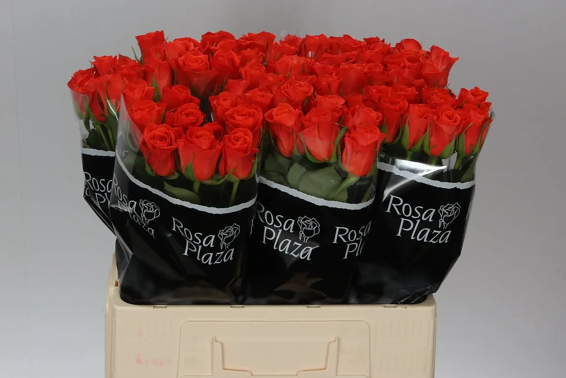 Ruža Patz • 60 cm