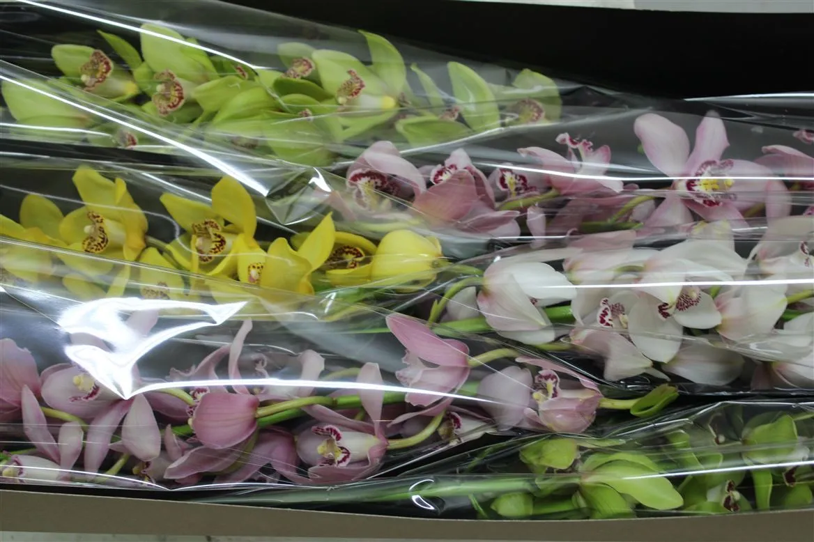 Orchidea Cymbidium mix, celá stonka • 80 cm