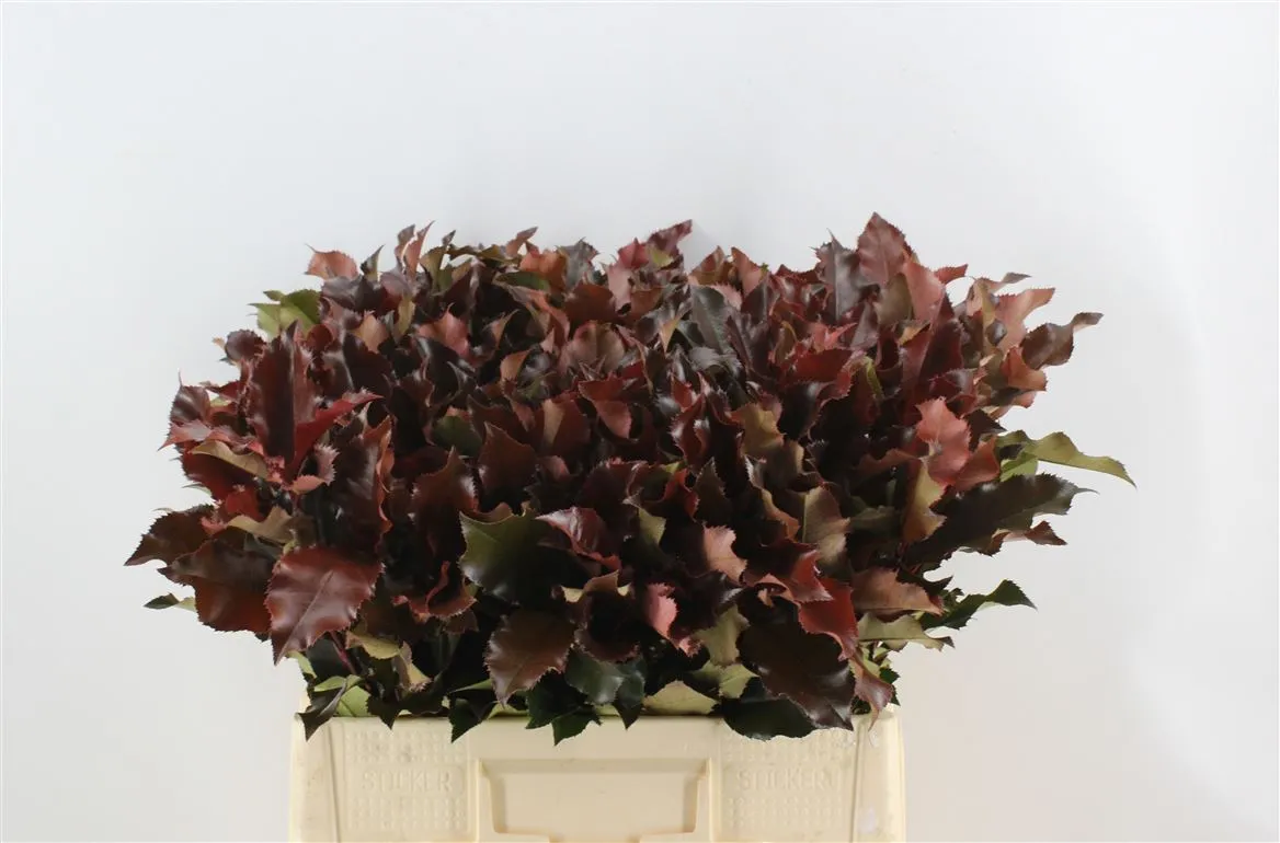 Photinia Magical Volcano • 60 cm