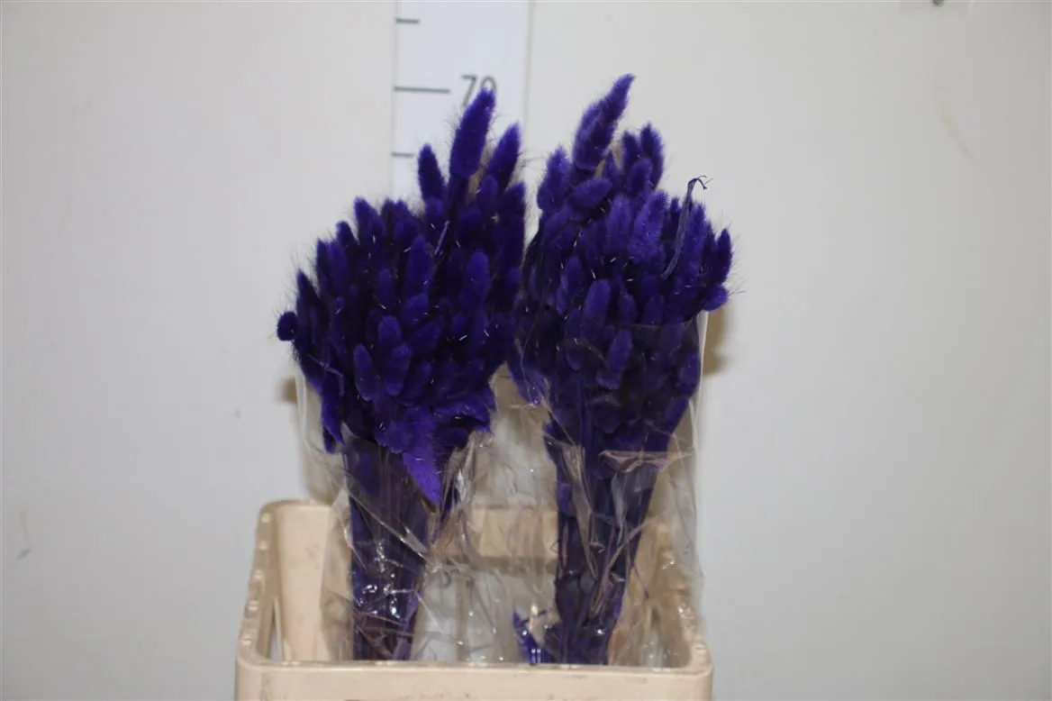 Lagurus Milka, sušené • 70 cm