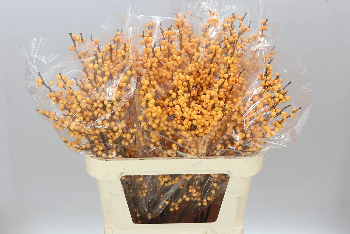 Ilex Golden Verboom • 80 cm