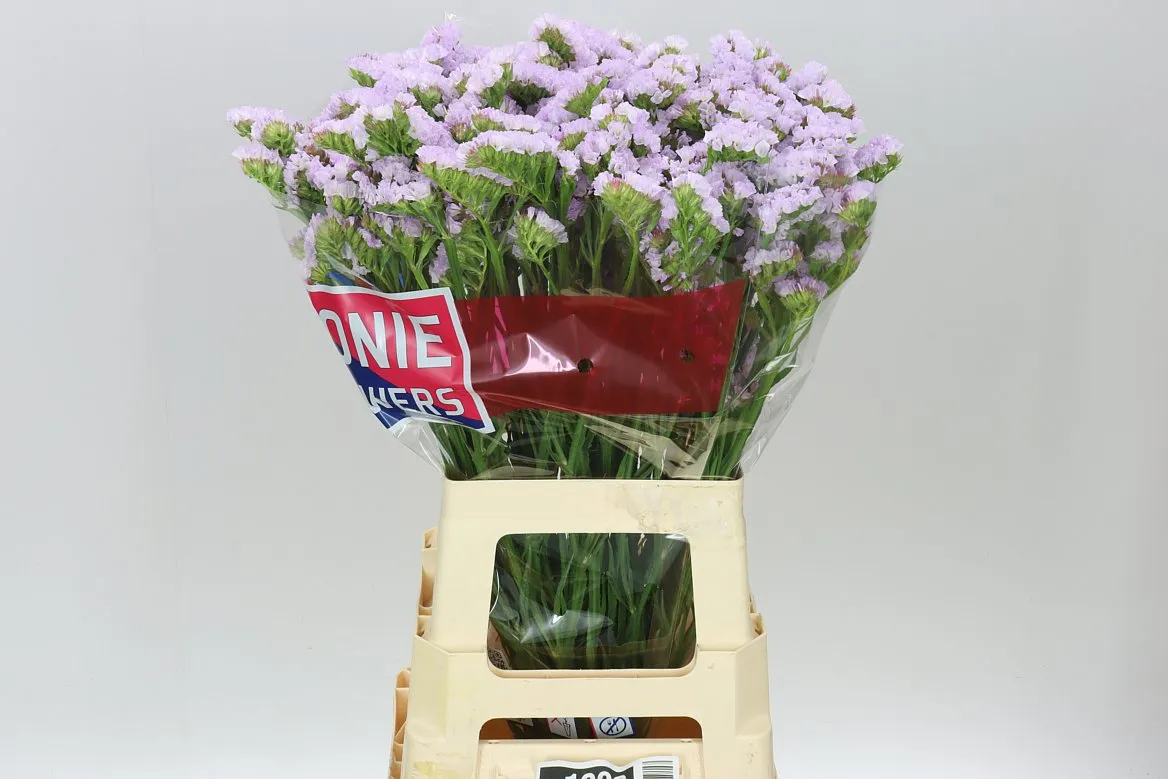 Limónium S Tessa Lavender • 70 cm