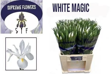 Iris White Magic • 62 cm
