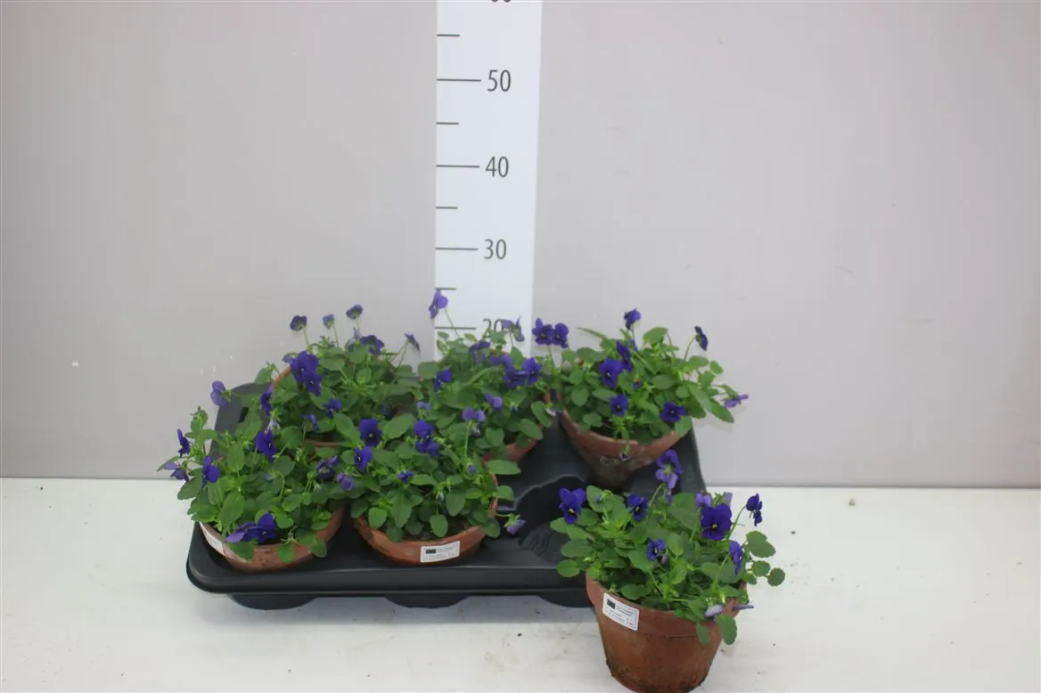 Viola Cornuta Blue v kameninovom črepníku • črepník 15 cm