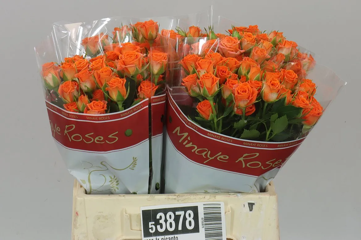 Rosa Tr Picanto • 40 cm
