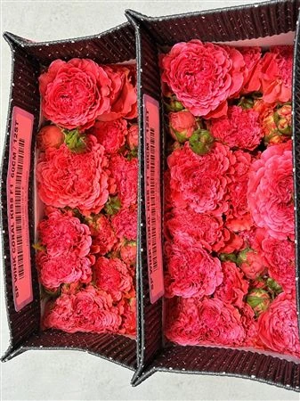 Ruža trsová Wink Coral Kiss, Ekvádor • 50 cm