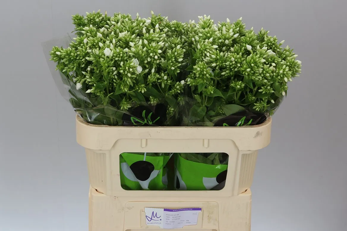 Flox Icecap • 70 cm