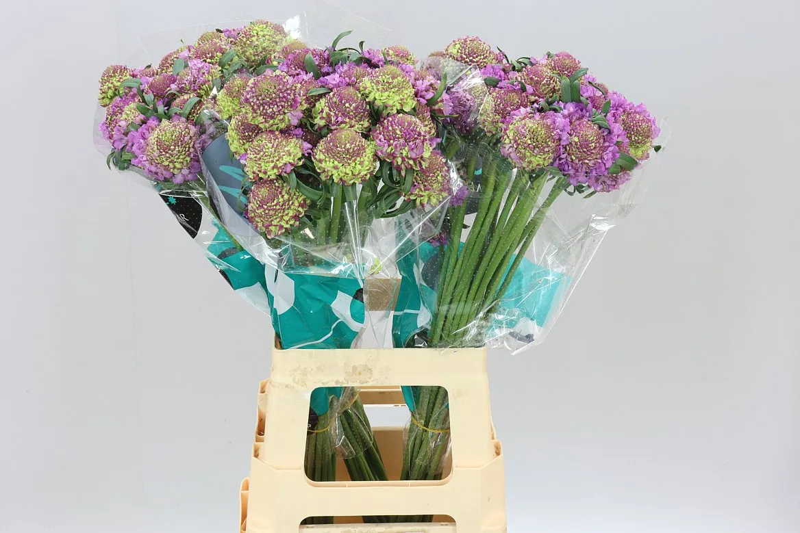 Scabiosa Atr Bb Ube Scoop • 70 cm
