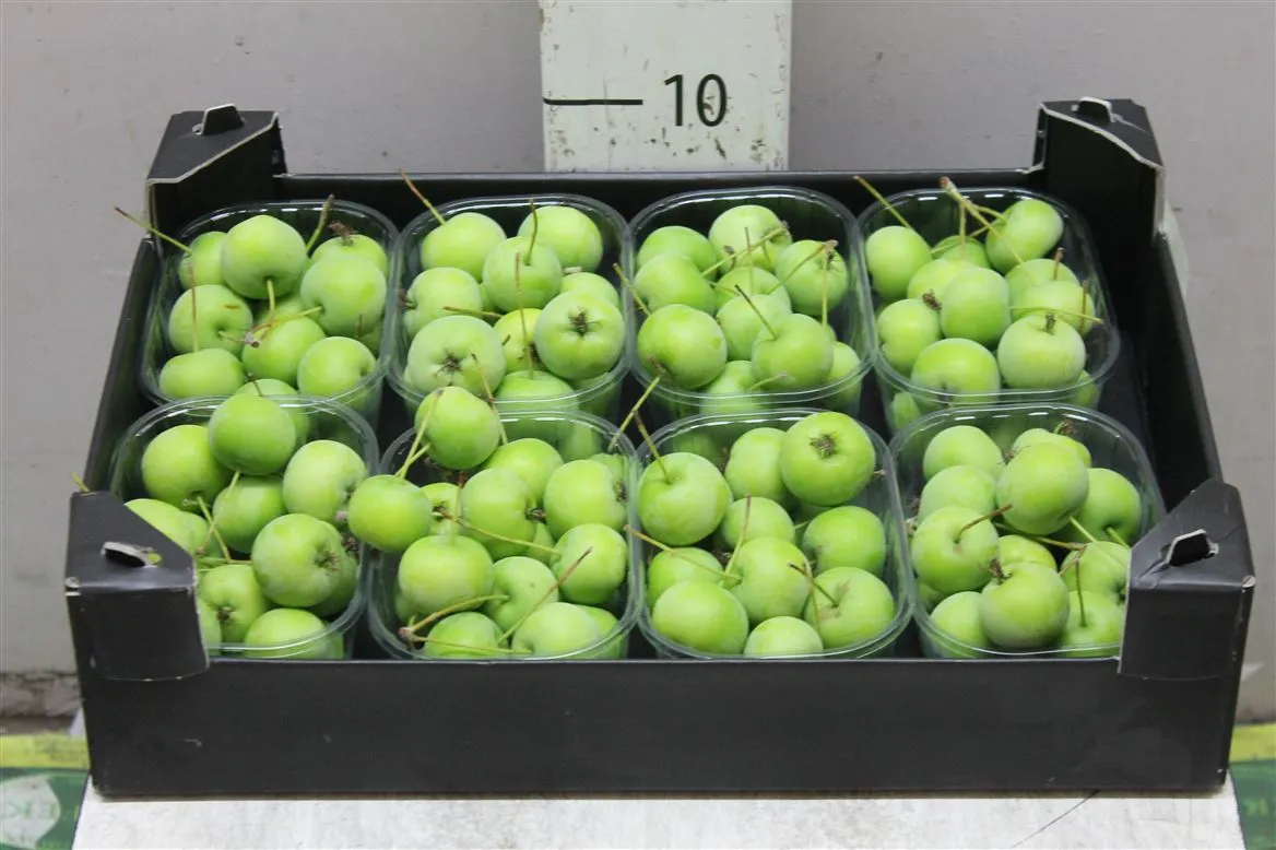 Malus Green