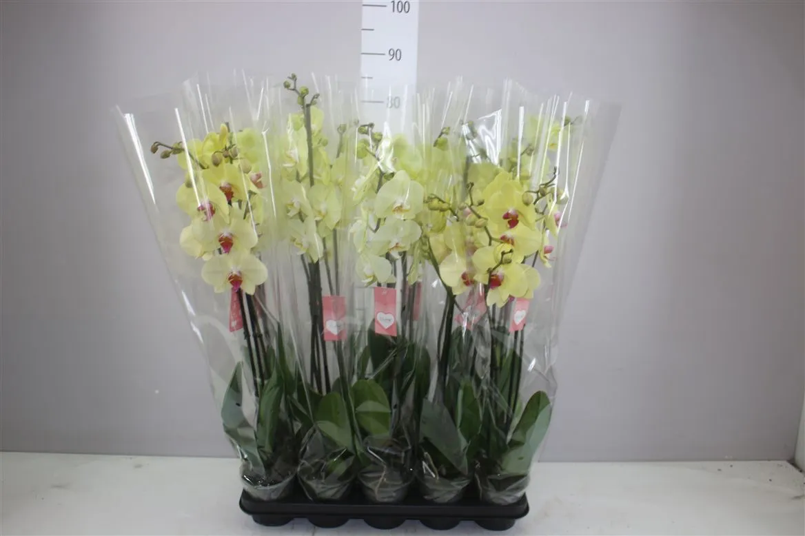 Phal Geel Mix 2 Tak • črepník 12 cm