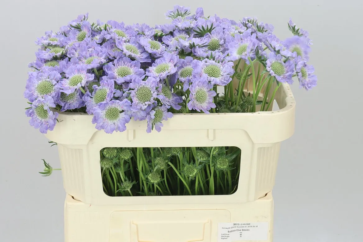 Scabiosa C Clive Greaves • 60 cm