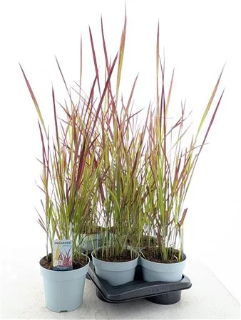 Imperata Cy Red Baron • črepník 17 cm