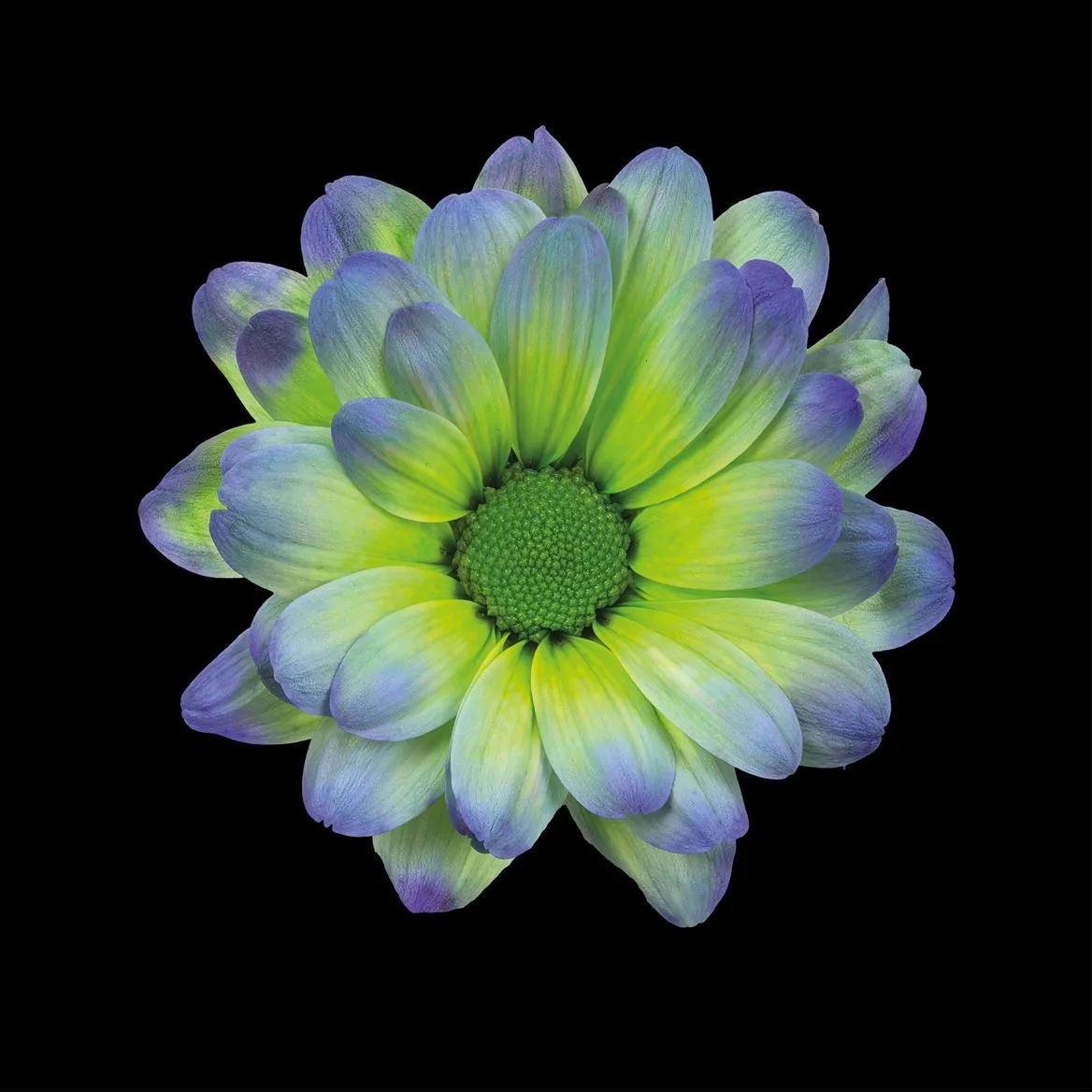 Chryzantéma trsová Kennedy Polar Light • 70 cm