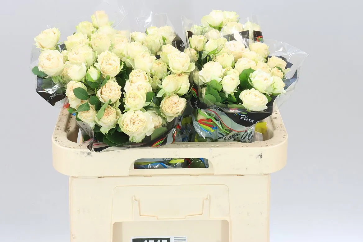 Rosa Tr Summerrose • 60 cm