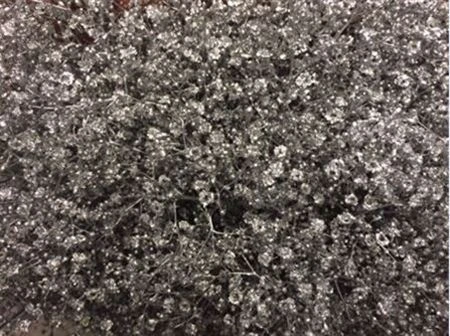 Gypsofila Million Star farbená Silver