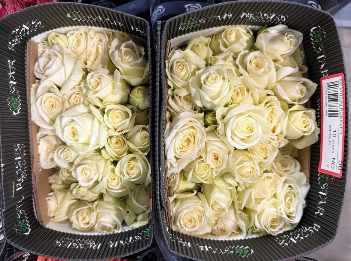 Ruža trsová Virgin Rosever, Ekvádor • 50 cm