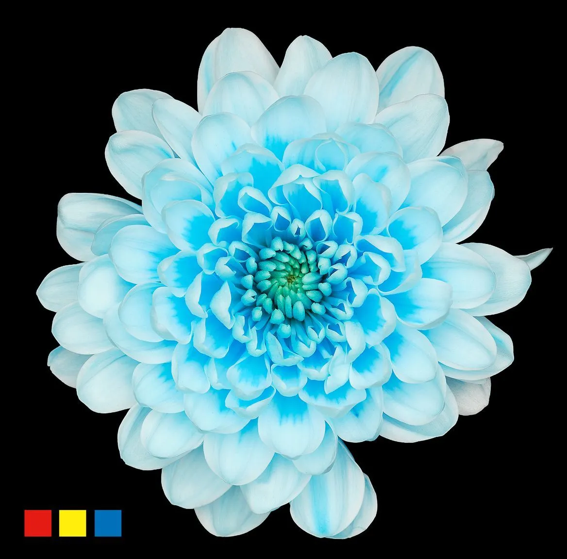 Chryzantéma trsová Altaj Pastel Blue • 70 cm