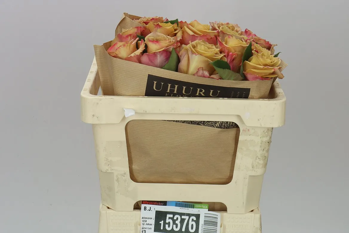 Rosa Gar Pimms • 50 cm