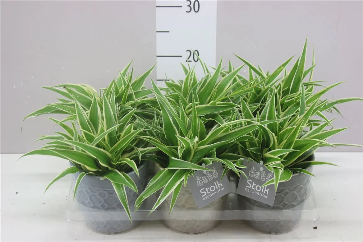 Chlorophytum Co Ocean Gaia v keramike A2 • črepník 13 cm