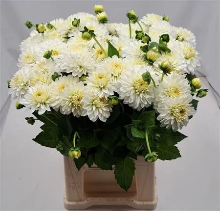Dahlia Snow Cap • 55 cm