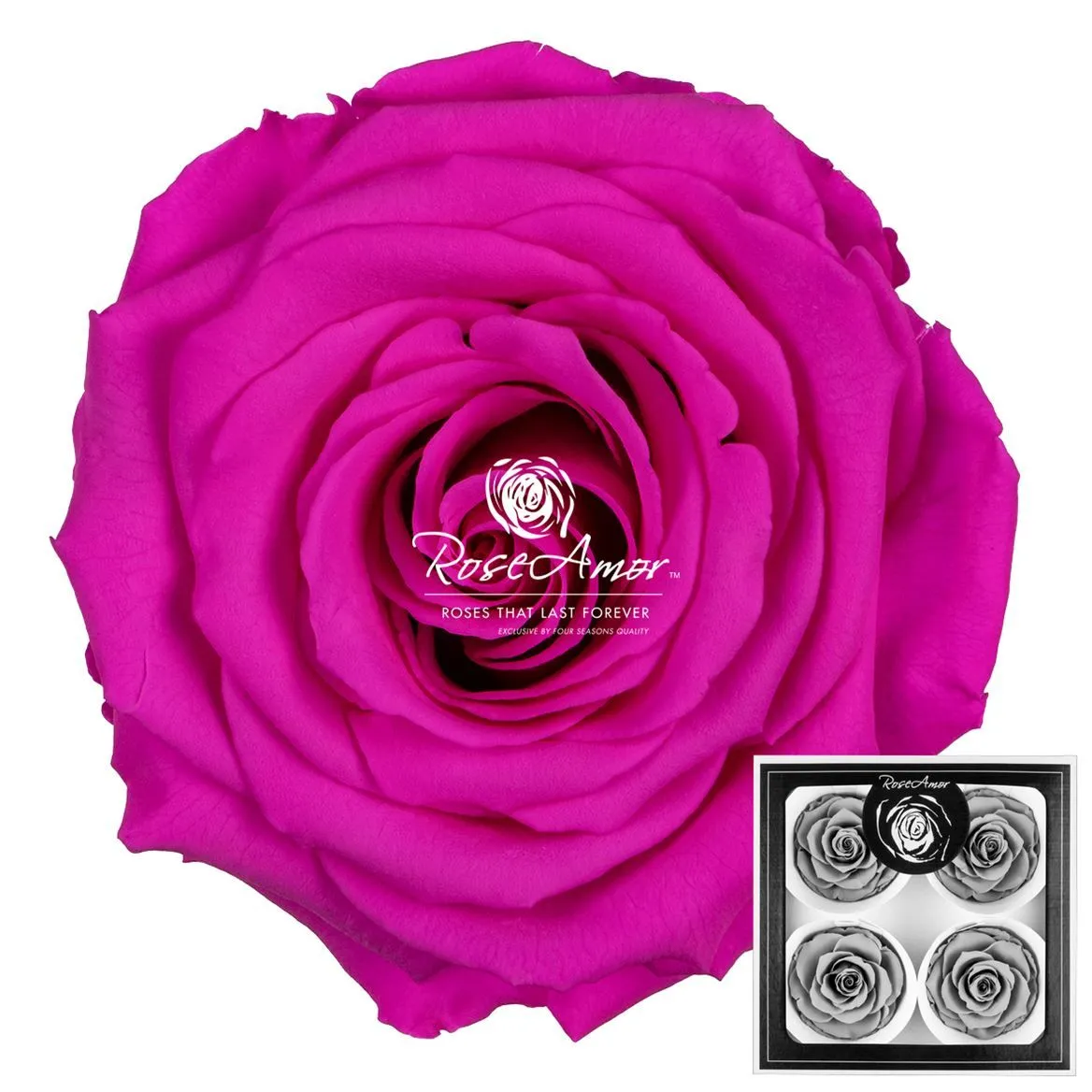 Pres. Bellisima Pin07