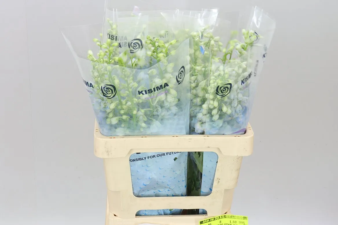 Stračonôžka Elatum Fountain Sky Blue • 60 cm
