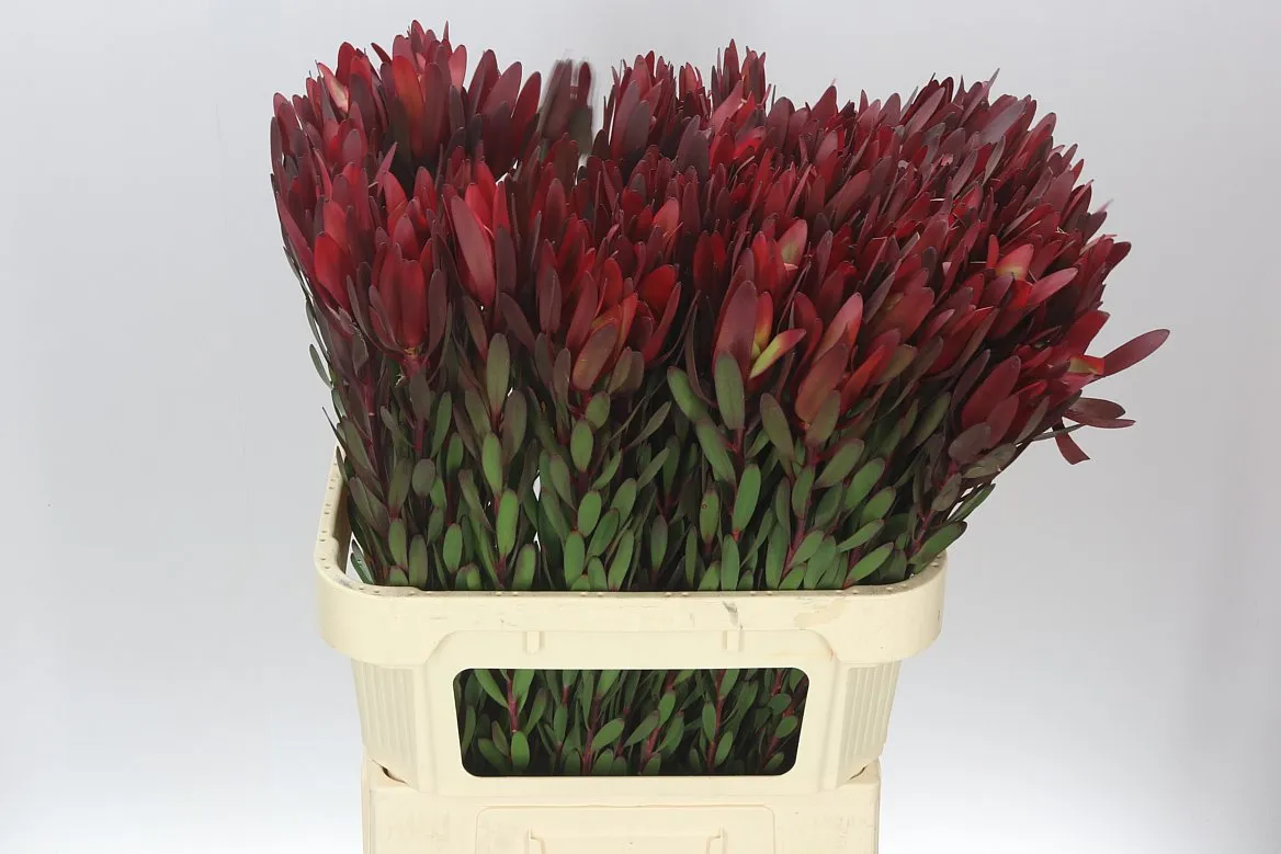 Leucadendron Safari Sunset • 80 cm