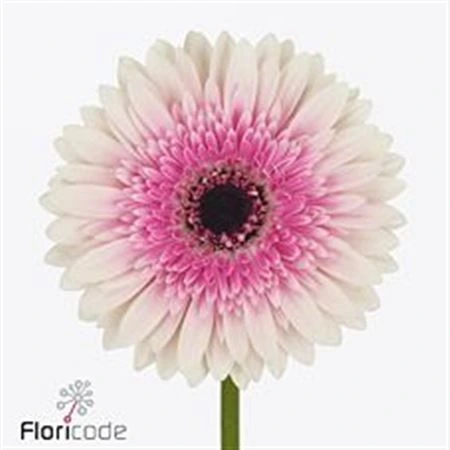 Gerbera Lisandra • 45 cm