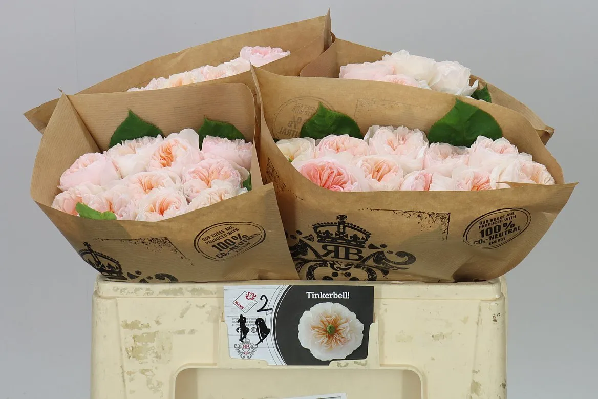 Rosa Gar Tinkerbell • 50 cm