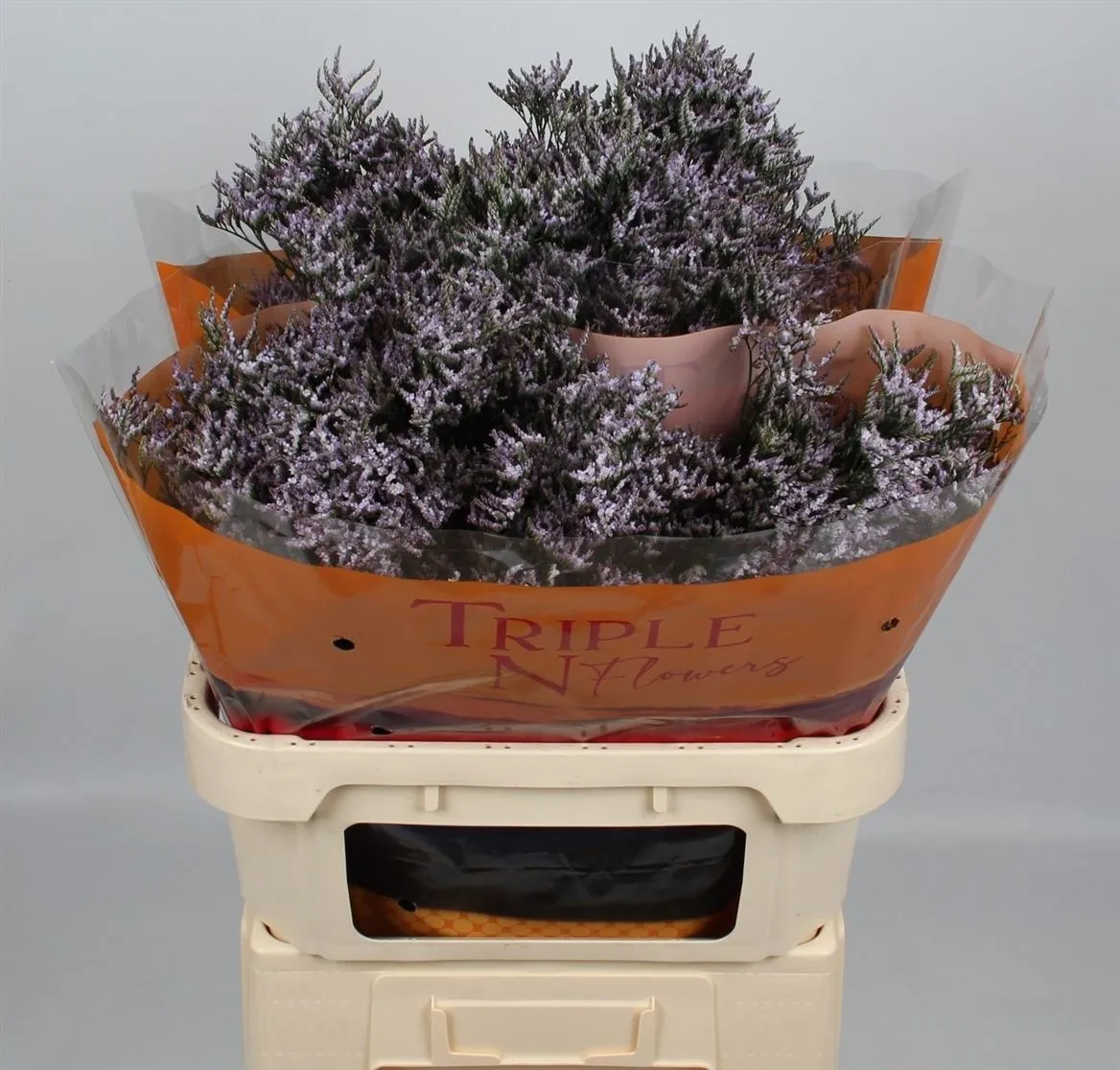 Limónium Saf Lilac • 80 cm