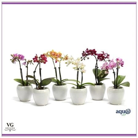 Orchidea Phalaenopsis Mini mix v bielom guľatom črepníku, 2 výhony • črepník 6 cm