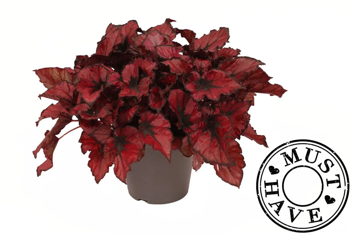 Begónia listová 17 Rex Kohala Red Must Have • črepník 17 cm