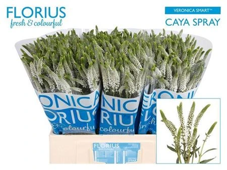 Veronica Spray Caya X20 • 60 cm
