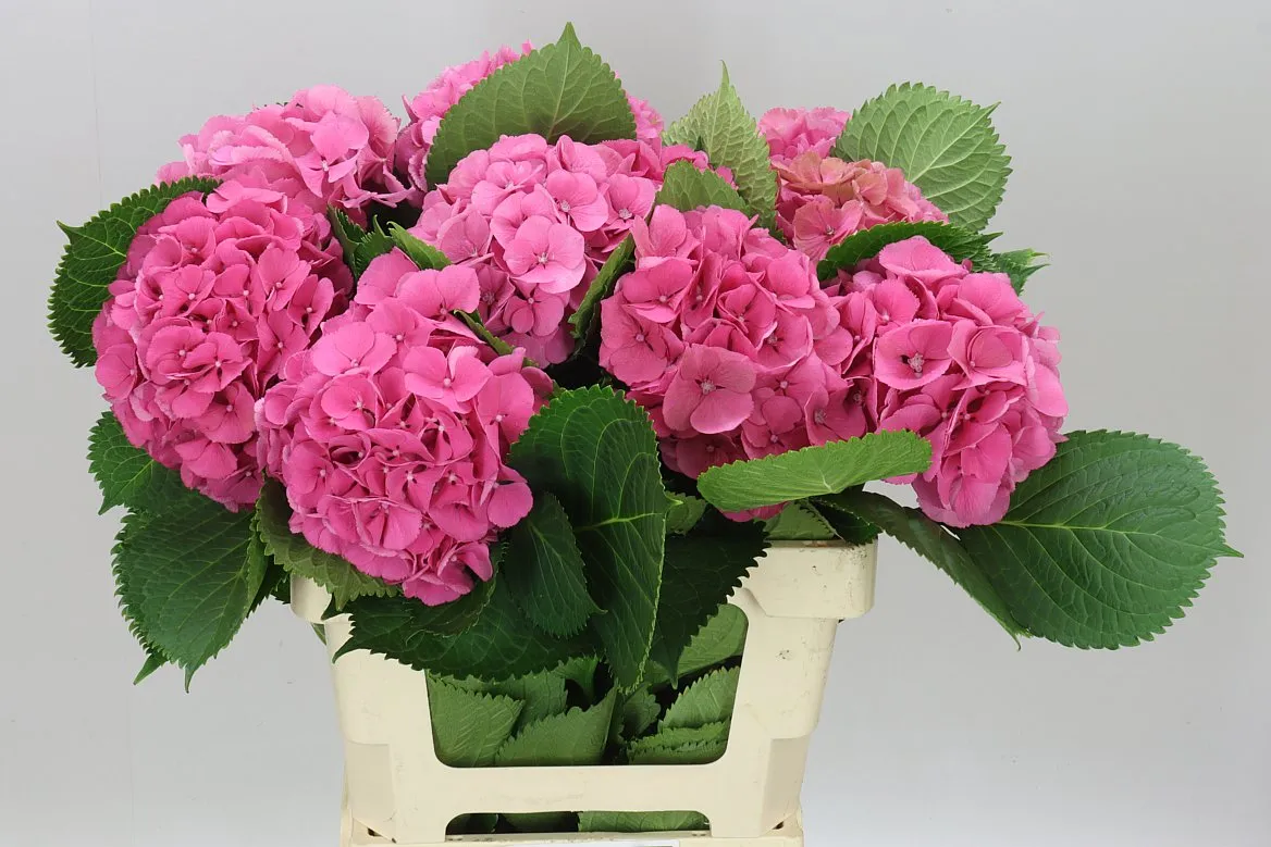 Hyd Elbtal Pink • 60 cm