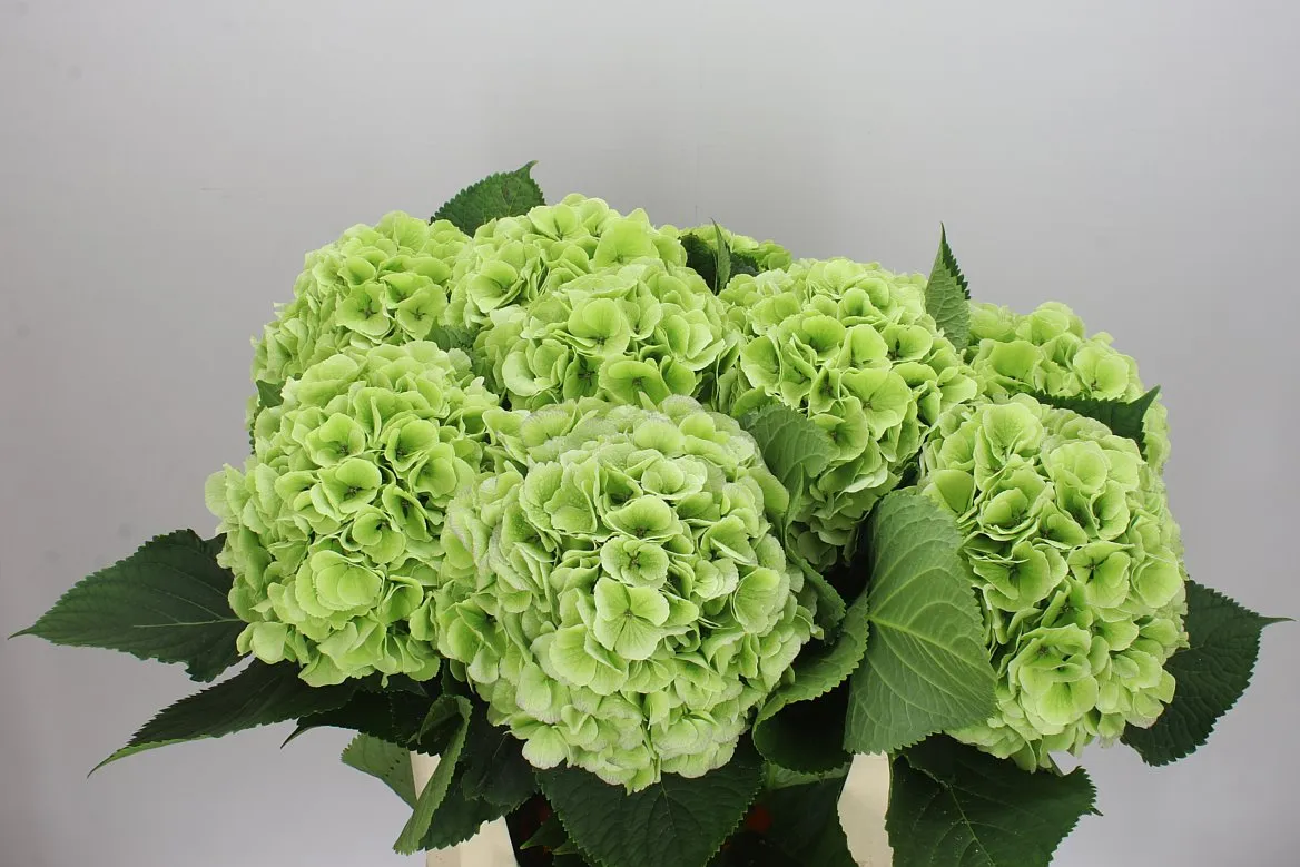 Hydrangea Verena Lime Classic • 80 cm