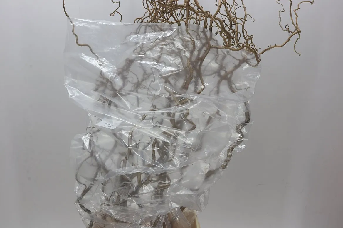 Corylus • 120 cm