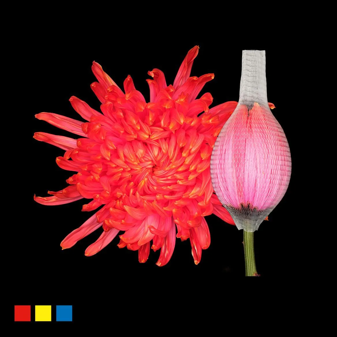 Chryzantéma veľkokvetá Stravina Fireball • 70 cm