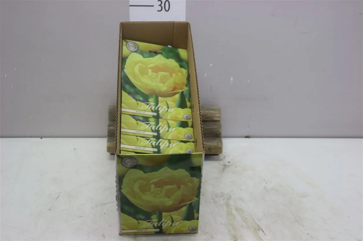 Bol Tulp Early Mary X7