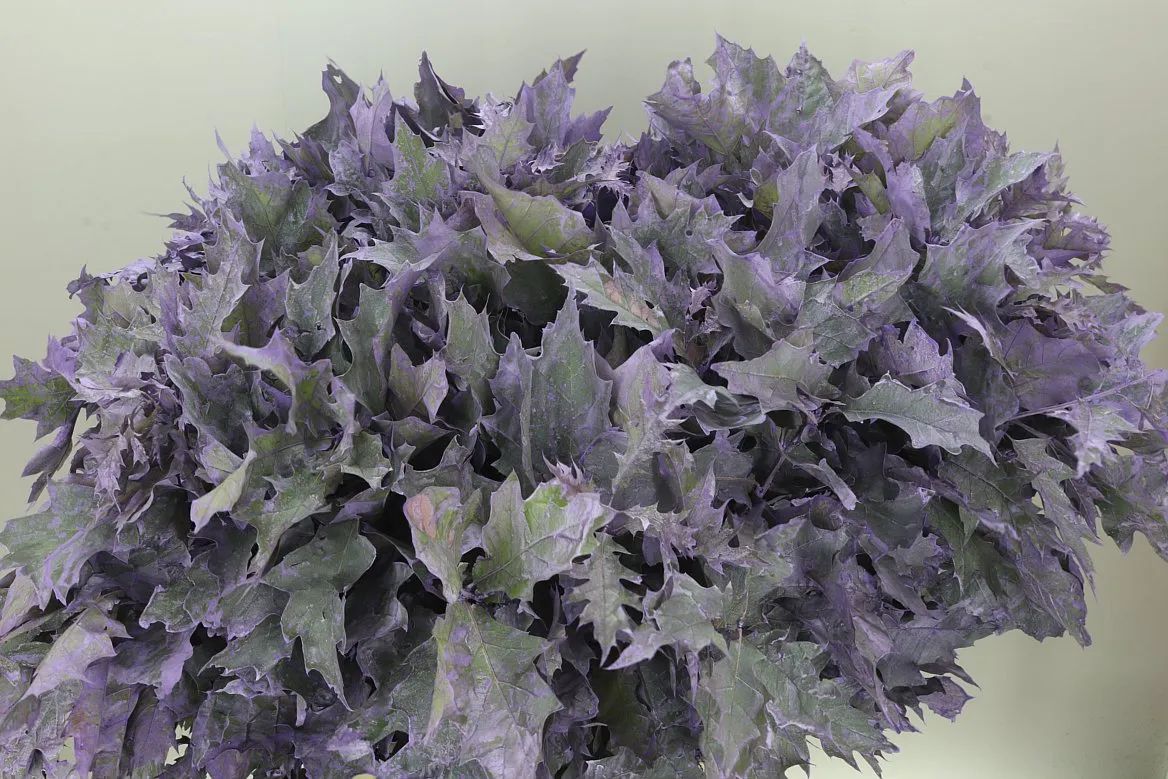 Quercus Painted Milka • 80 cm
