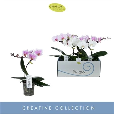 Orchidea Phalaenopsis Balletto mix, 1 výhon • črepník 12 cm